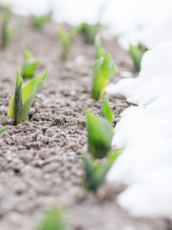 Зимняя свадьба в Летнем дворце