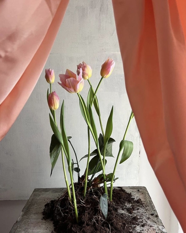 Где покупать самые красивые цветы в Москве?