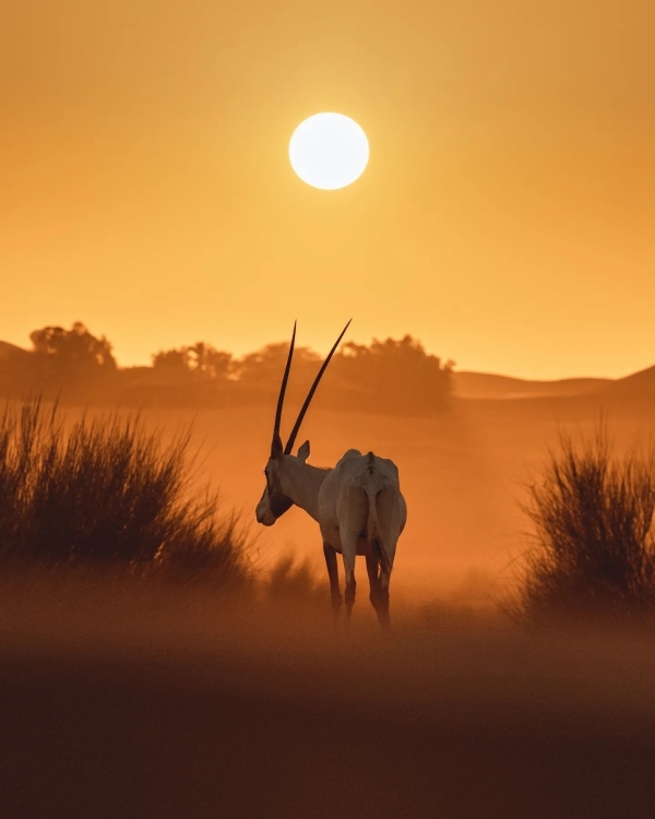 Свадьба среди дюн — не мираж, а реальность.