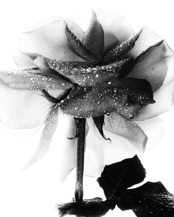 Где покупать самые красивые цветы в Москве?