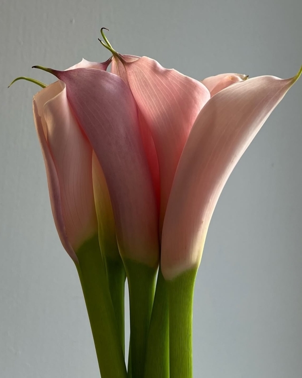 Где искать самые модные букеты в Москве