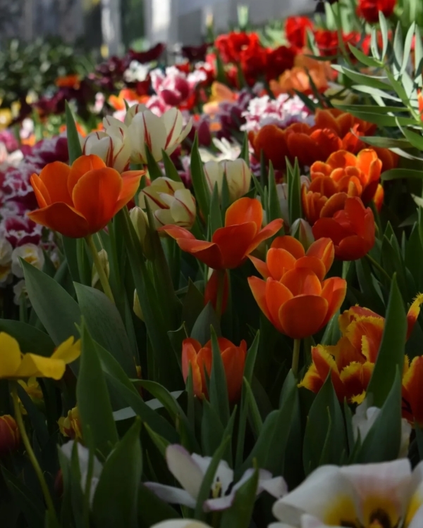 Репетиция весны в ботаническом саду, «Любовь в