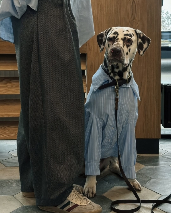 Dog-friendly Москва: 10 ресторанов где вашему питомцу