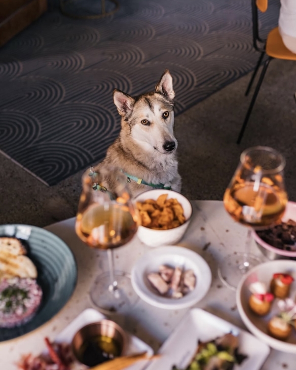 Dog-friendly Москва: 10 ресторанов где вашему питомцу