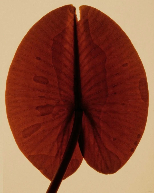 Сезон Рыб: что это значит для каждого