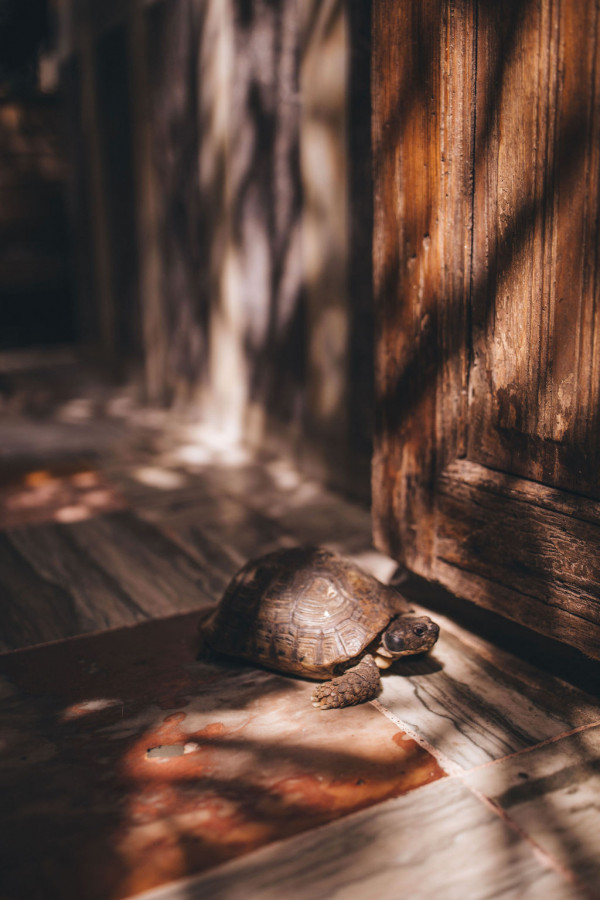 Двухдневная свадьба в Марокко