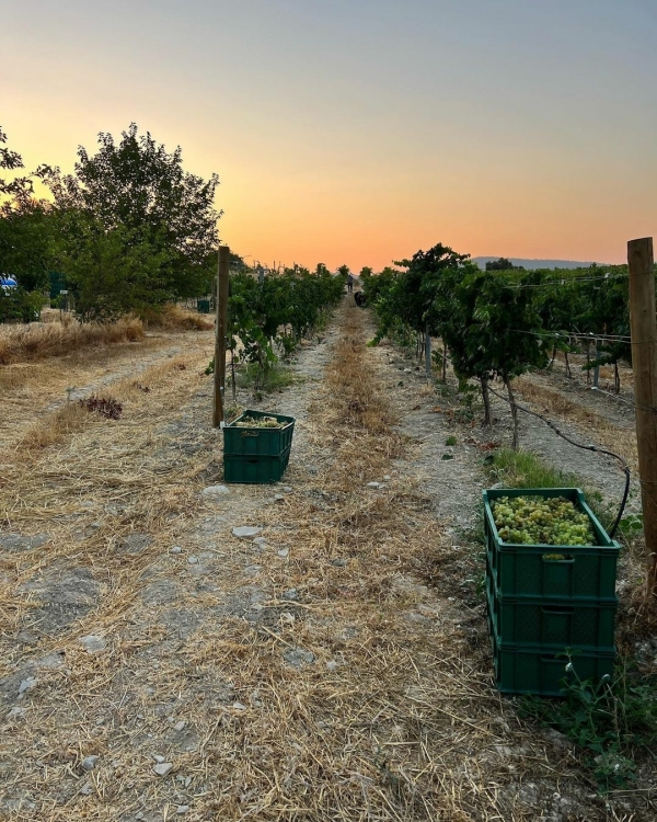 3 эксклюзивных сценария свадебного уик-энда в Турции