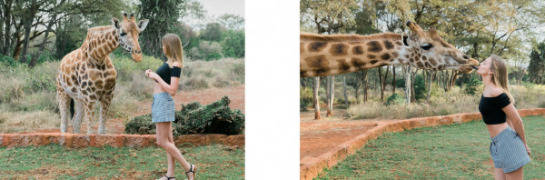 Медовый месяц в отеле Giraffe Manor