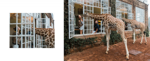 Медовый месяц в отеле Giraffe Manor