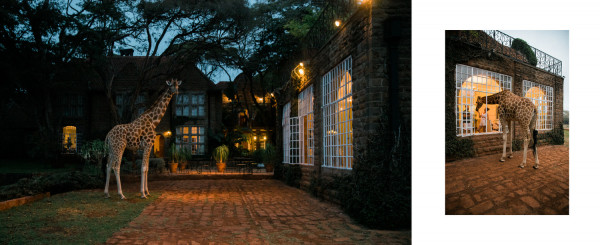 Медовый месяц в отеле Giraffe Manor