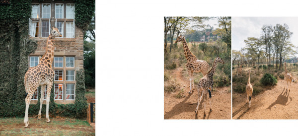 Медовый месяц в отеле Giraffe Manor