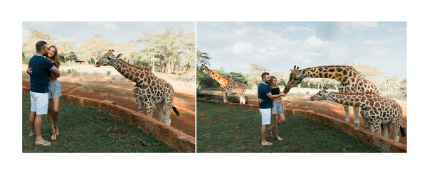 Медовый месяц в отеле Giraffe Manor