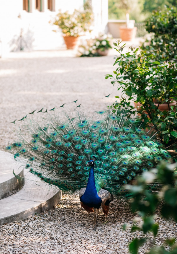 Свадьба Марии и Стаса в тосканской вилле