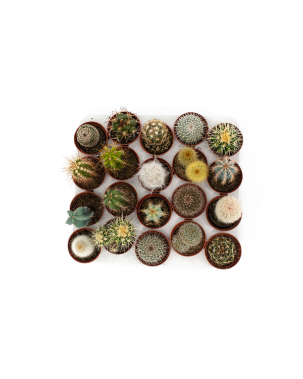 Подарки гостям свадьбы: 9 стильных и практичных