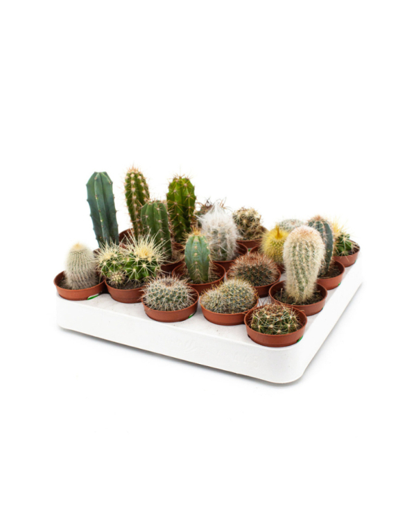 Подарки гостям свадьбы: 9 стильных и практичных