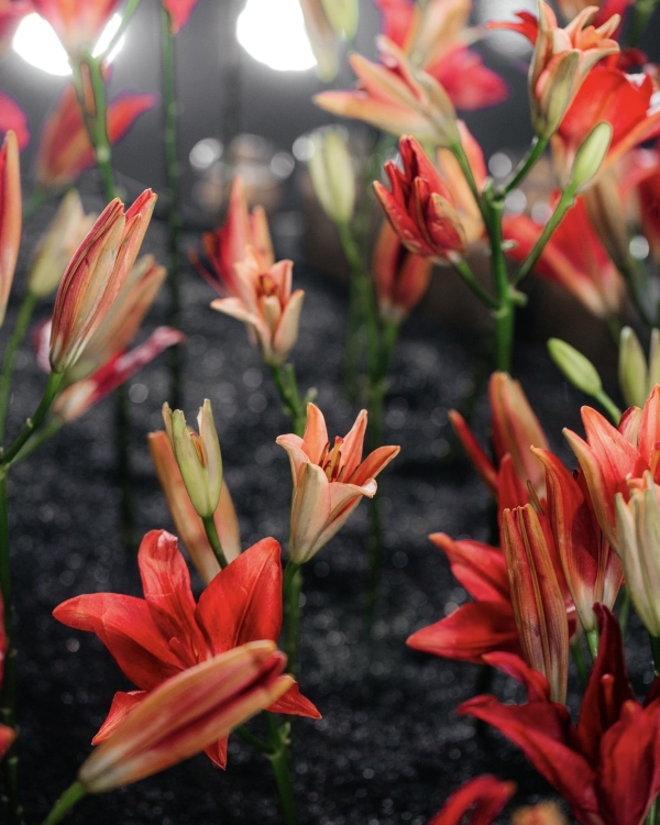 История свадебного декора с 2500 лилий, шестиугольной