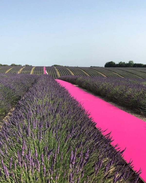 Бесконечная красная дорожка, дивный сад и подводное