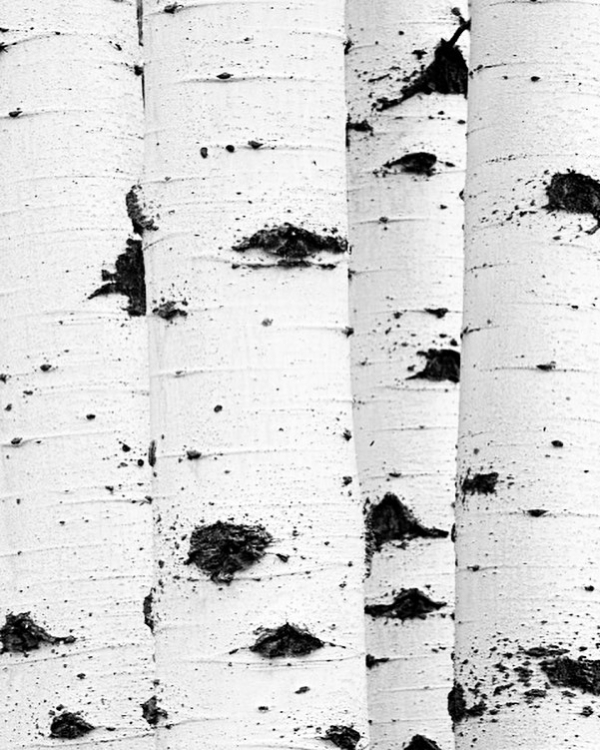 Березы, косы и полевые венки. Стартерпак свадьбы