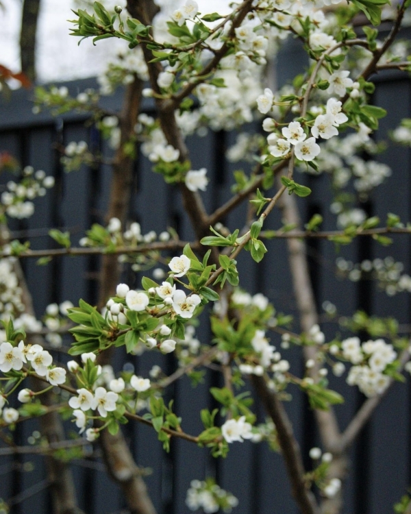 Яблоневый сад, оранжерея и таверна. 10 петербургских