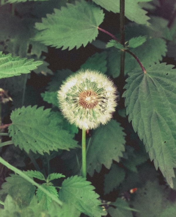 «Украденные поцелуи» в «Стрелке», выставка, вдохновленная одуванчиками,