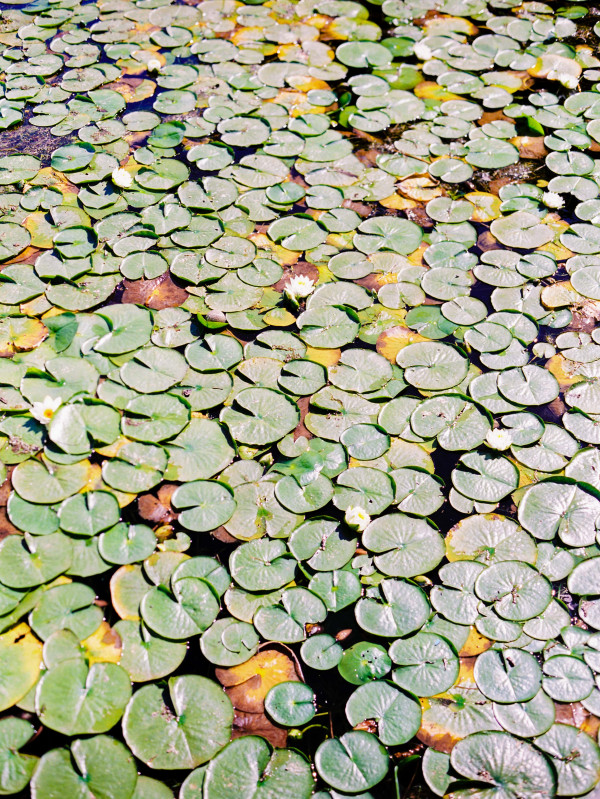 Яркая свадьба в Сиэтле с ужином на