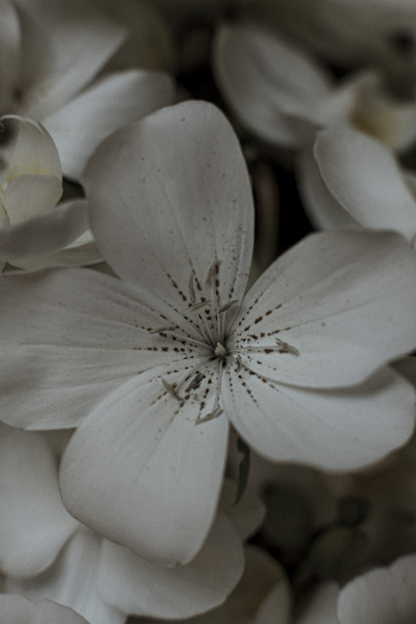 Фотографы Анна Годунова