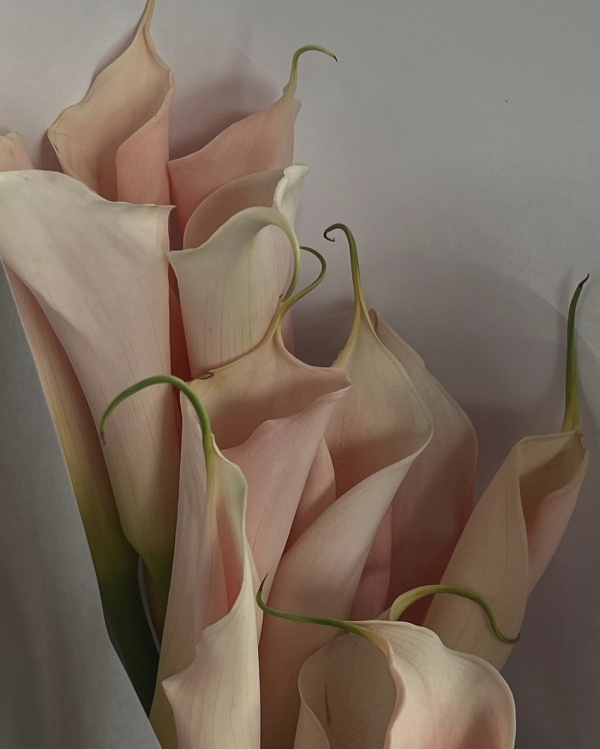 Как ухаживать за букетом невесты, чтобы он