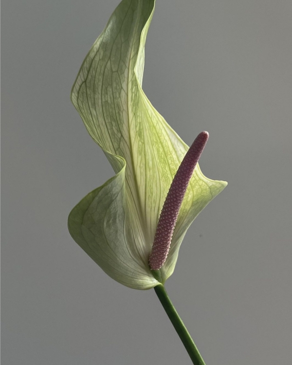 Как ухаживать за букетом невесты, чтобы он