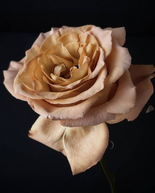 5 идей для необычного букета невесты