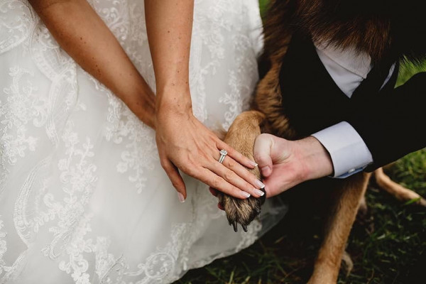 Все о домашних животных на свадьбе
