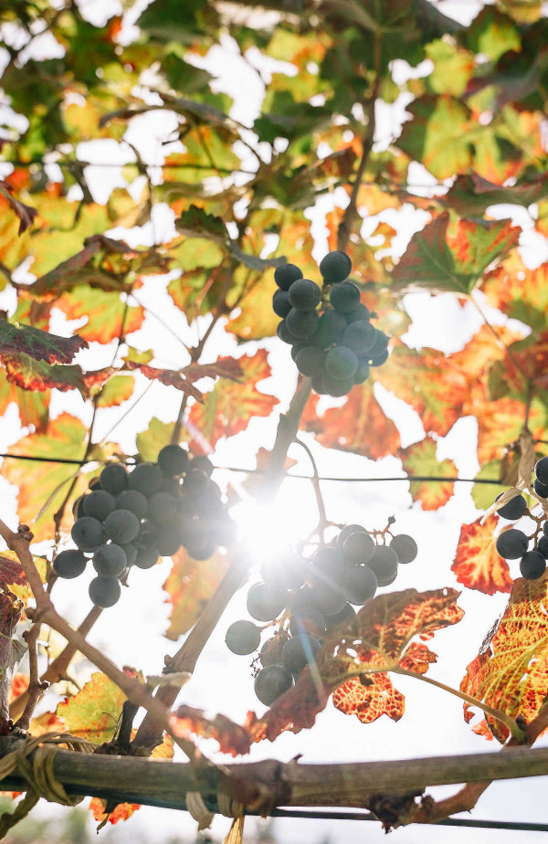 Колоритная свадьба в Грузии