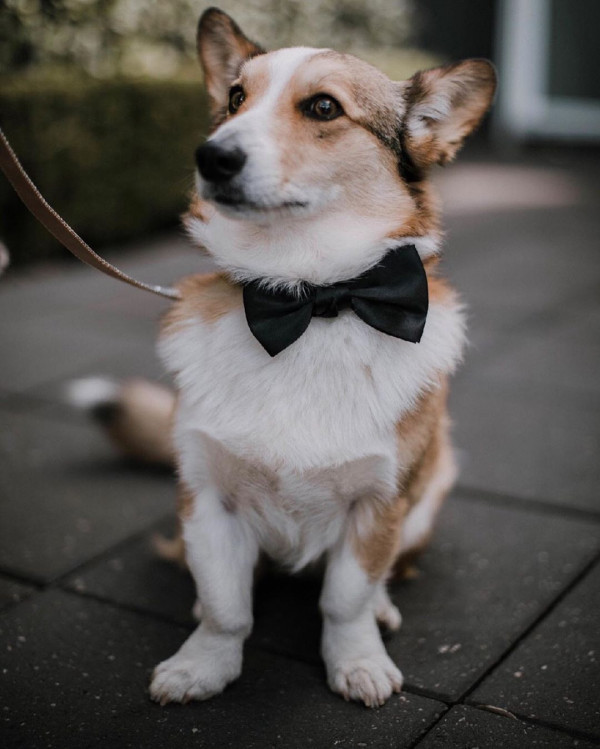 Все о домашних животных на свадьбе