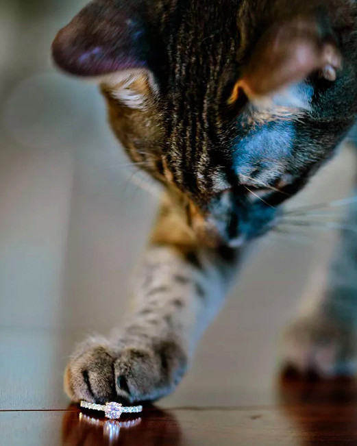 Все о домашних животных на свадьбе