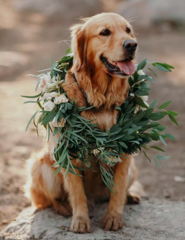 Все о домашних животных на свадьбе
