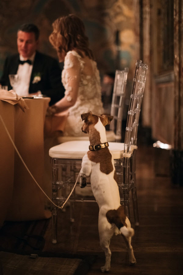 Все о домашних животных на свадьбе