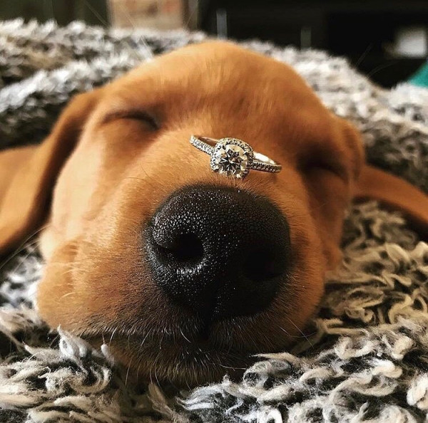 Все о домашних животных на свадьбе