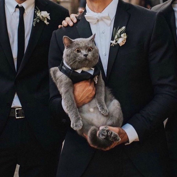 Все о домашних животных на свадьбе