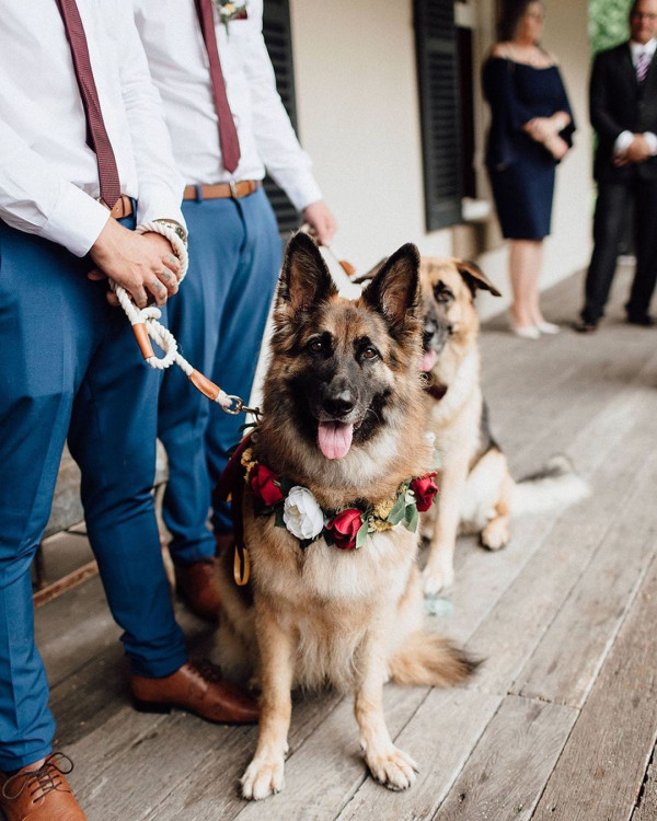 Все о домашних животных на свадьбе