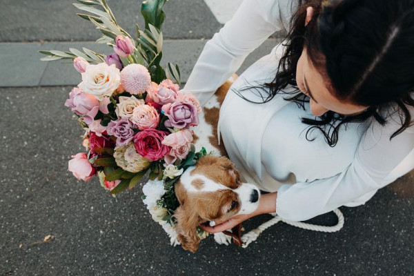 Все о домашних животных на свадьбе