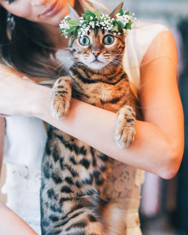 Все о домашних животных на свадьбе