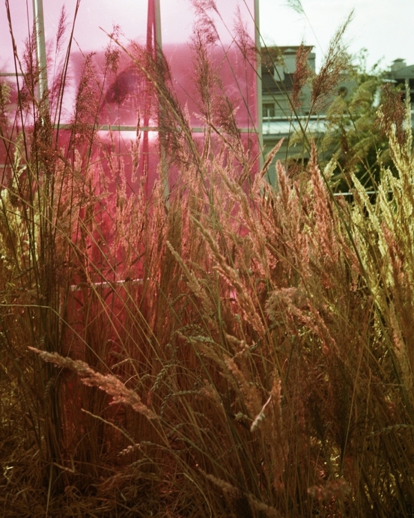 Feerique: все о свадьбе с розовым декором