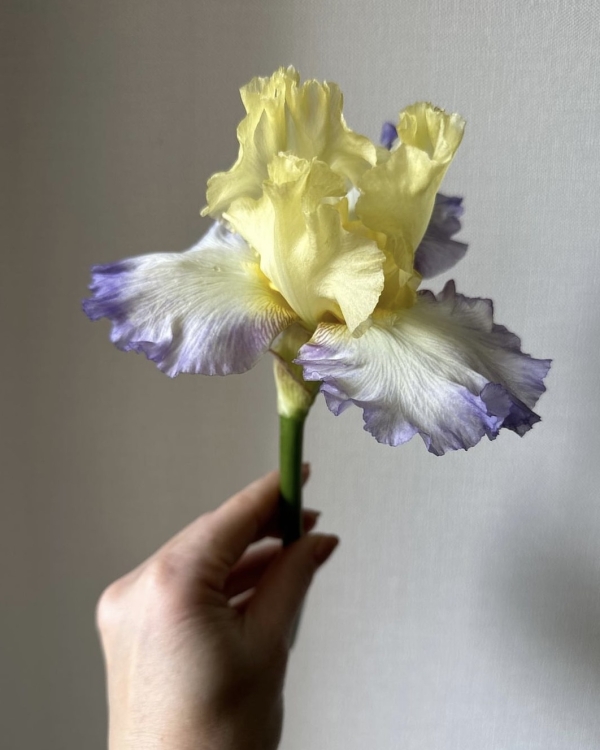 10 сезонных цветов, которые должны быть в