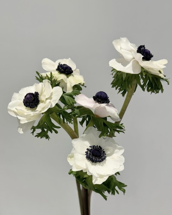 10 сезонных цветов, которые должны быть в