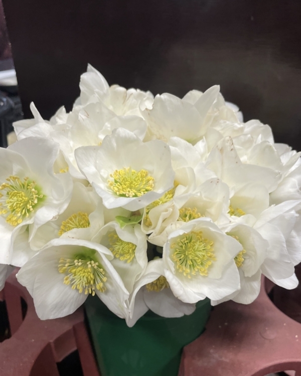 10 сезонных цветов, которые должны быть в