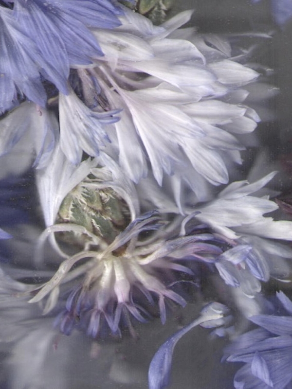 Ты пахнешь как любовь. Обновляем свой весенний