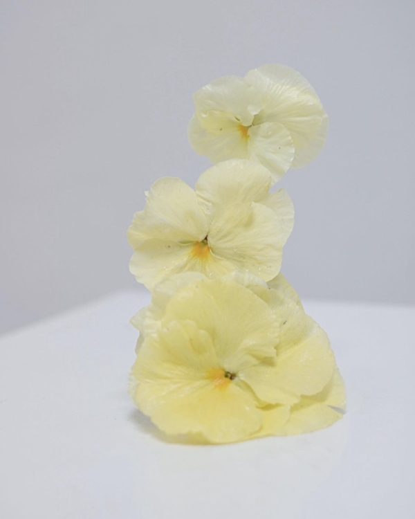 В каких цветах оформить свадьбу летом 2024?