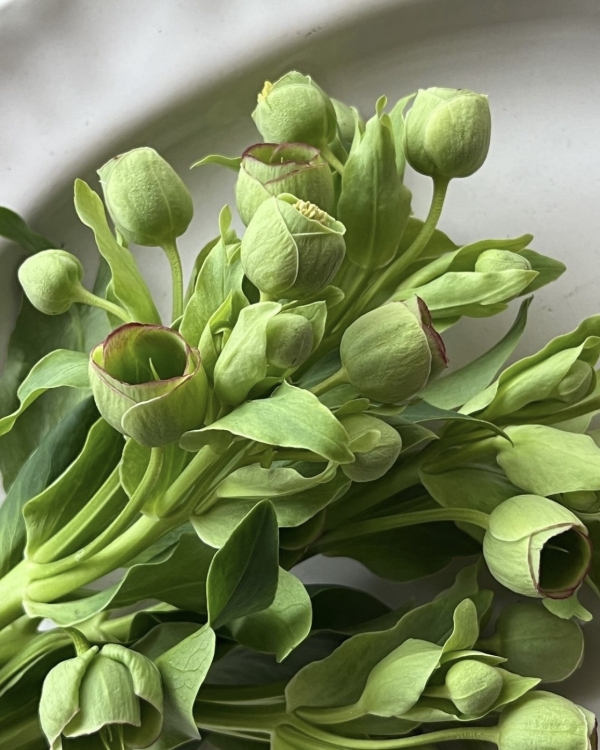 Книжный клуб в «Едва знакомы», бабка с