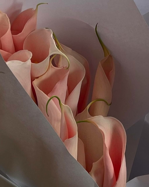 Какие цветы дарить, чтобы они не завяли