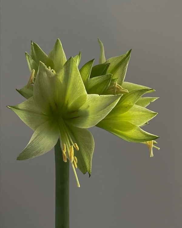 Какие цветы дарить, чтобы они не завяли