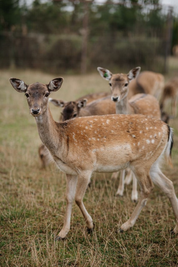 Площадки Арт-парк Гармонд